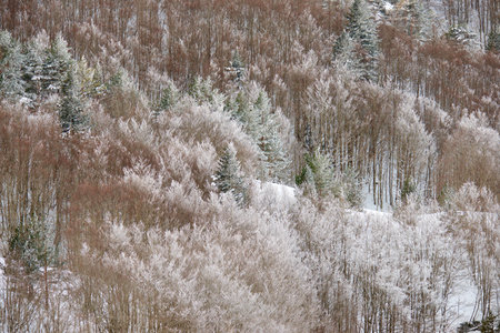 Snowy winter forest in the Pyrenees at Aquitaine in Franceの写真素材