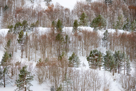 Snowy winter forest in the Pyrenees at Aquitaine in Franceの写真素材