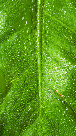 Close up of a monstera leaf with dropletsの写真素材