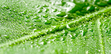 Close up of a monstera leaf with dropletsの写真素材