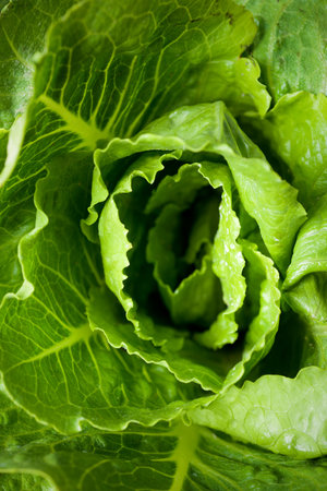 Close-up of the center of a lettuceの写真素材
