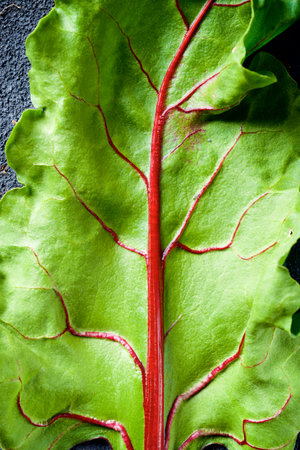 Close up of the leaf of a radish plantの写真素材