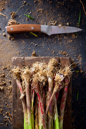 Preparation of a bunch of freshly harvested garlic shoots on a wooden boxの写真素材