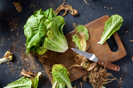 Lettuce freshly picked from the garden on a cutting boardの写真素材