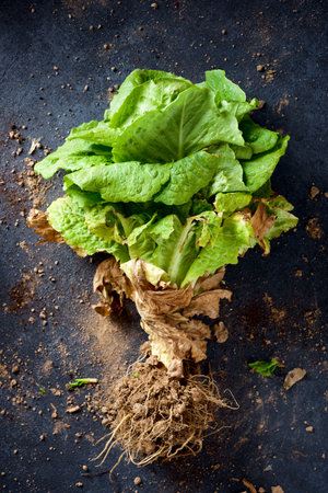 Lettuce freshly picked from the garden on a tableの写真素材