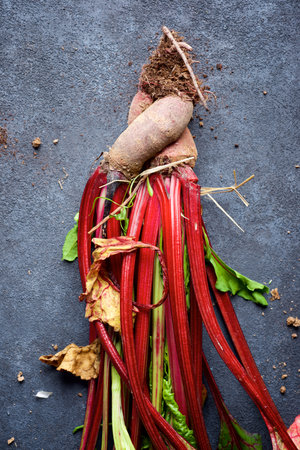 Radish freshly picked from the garden on the tableの写真素材