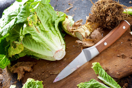 Lettuce freshly picked from the garden on a cutting boardの写真素材
