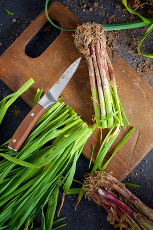 Preparation of a bunch of freshly harvested garlic shoots on a chopping boardの写真素材
