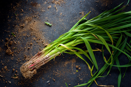 Bunch of freshly harvested garlic shoots on a tableの写真素材