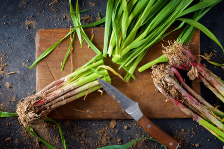Preparation of a bunch of freshly harvested garlic shoots on a chopping boardの写真素材