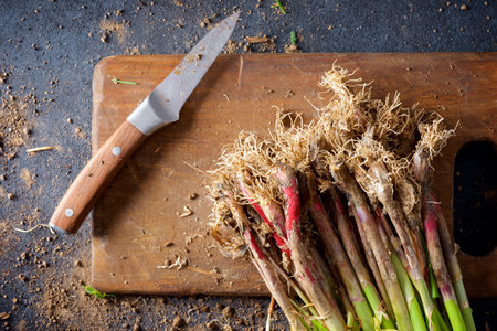 Preparation of a bunch of freshly harvested garlic shoots on a chopping boardの写真素材