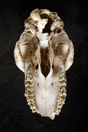 Close up of the skull of an animal on a black tableの写真素材