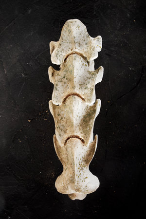 Close up of the spine of an animal on a black tableの写真素材