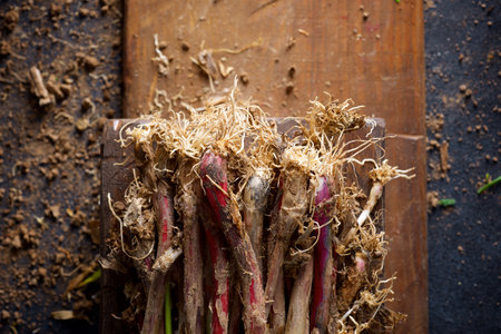 Preparation of a bunch of freshly harvested garlic shoots on a chopping boardの写真素材