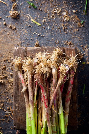 Preparation of a bunch of freshly harvested garlic shoots on a wooden boxの写真素材