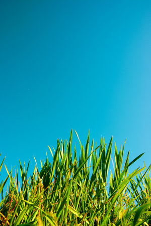 Close-up of the grass in a crop field and green skyの写真素材
