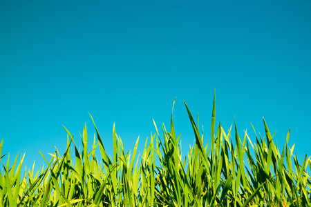 Close-up of the grass in a crop field and green skyの写真素材