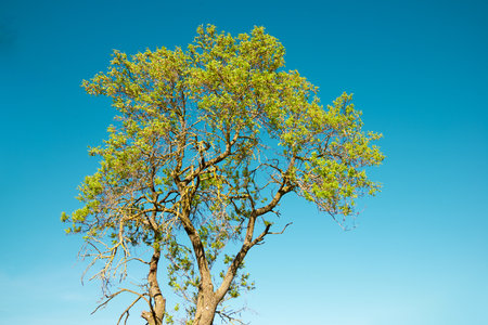 Close-up of a spring tree and clear skyの写真素材