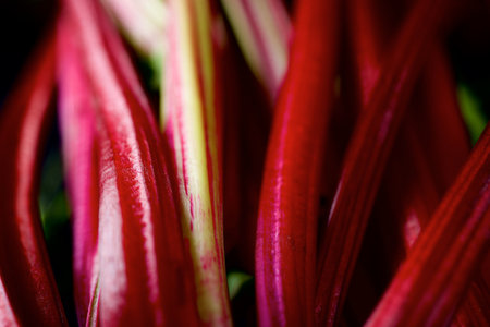 Close up of the stems of a radish plantの写真素材
