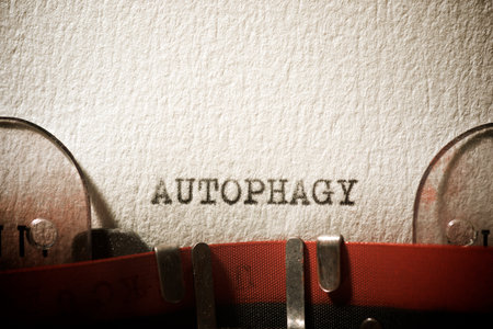 Autophagy word written with a typewriter.の写真素材