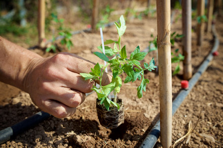Farmer putting seedlings in the soil of an orchard in Spain