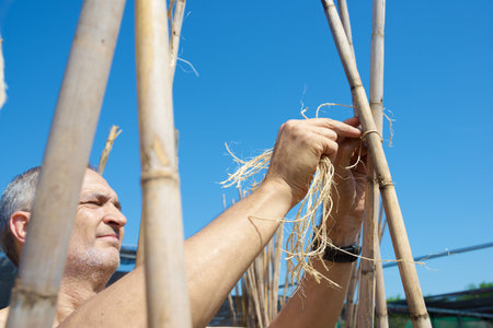 Farmer tying canes for tomato cultivation in Spain