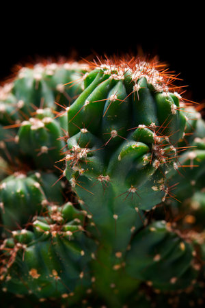Close-up of a green cactus and black backgroundの写真素材