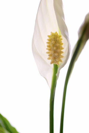 Close up of a pathiphyllum flower, Peace lily on white backgroundの写真素材