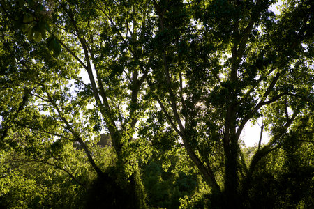 Forest silhouette photographed at sunset in Segovia, Castilla Leon in Spain.の写真素材