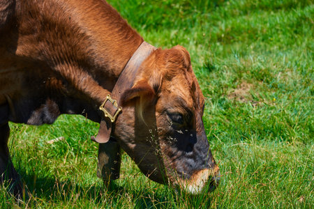 Cow grazing in a meadow, in Burgos Province in Spain.の写真素材