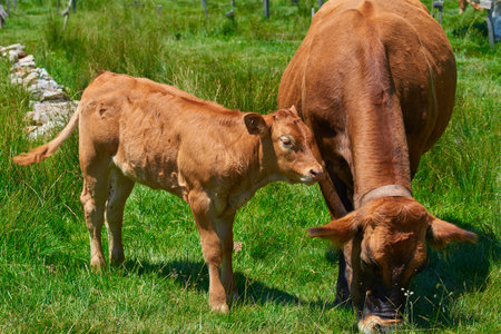 Calf with his mother grazing in a meadow, in the province of Burgos, Spain.の写真素材