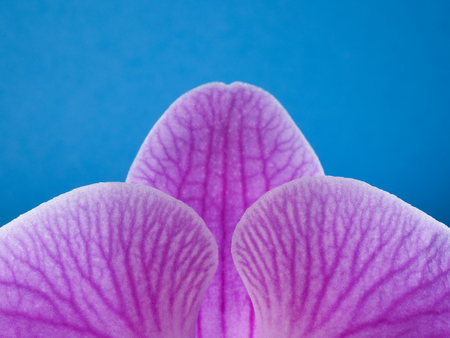 Orchid (Phalaenopsis) Macro detail and gentle structure shape petals romantic backgroundの写真素材