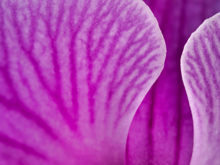 Orchid (Phalaenopsis) Macro detail and gentle structure shape petals romantic backgroundの写真素材