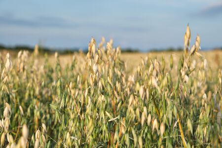 Oats field at sunrise on rural farm.の写真素材