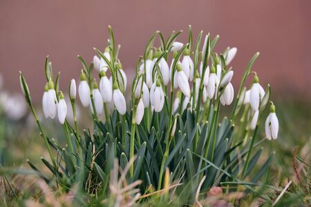 Snowdrops first spring flowers romantic background