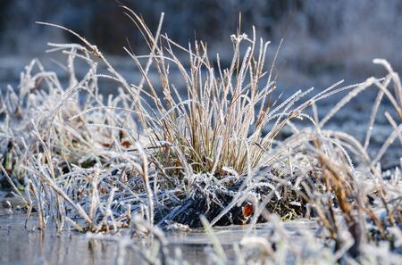 Bunches of frozen grass in morning sun winter background with covered with shiny transparent frost crystalsの写真素材