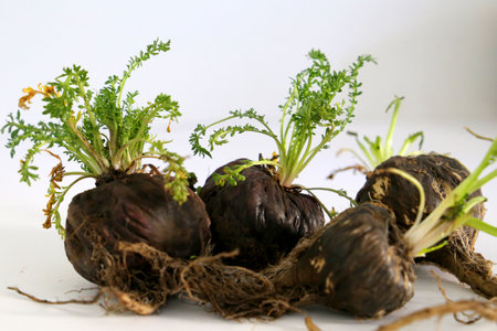 Apple. Peruvian root for vitality, energy and healty. Black Peruvian Maca on white background. Root...