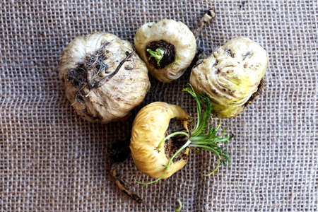 Apple. Peruvian root for vitality, energy and healty. White Peruvian Litter in rustic background.の写真素材