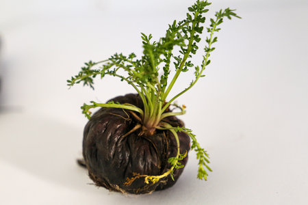 Apple. Peruvian root for vitality, energy and healty. Black Peruvian Maca on white background. Root aphrodisiac for health.の写真素材