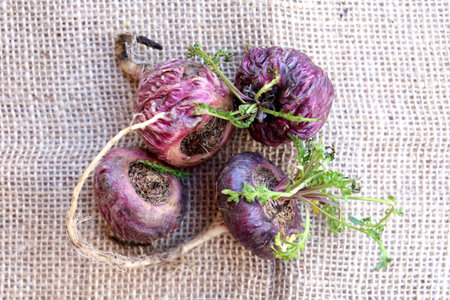 Apple. Peruvian root for vitality, energy and healty. Red Peruvian Litter in rustic background.