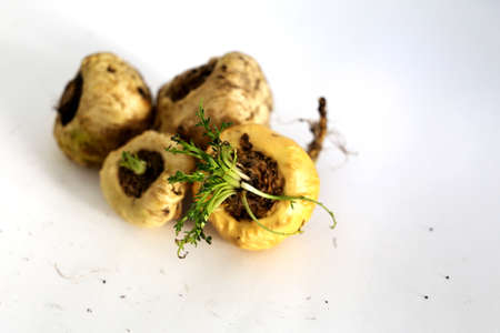 Apple. Peruvian root for vitality, energy and healty. White Peruvian Maca in white background.の写真素材