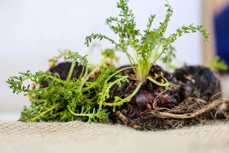 Apple. Peruvian root for vitality, energy and healty. black Peruvian Maca in rustic background.の写真素材