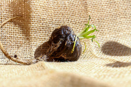 Natural black Peruvian litter on a rustic background.の写真素材