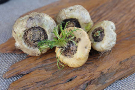 Apple. Peruvian root for vitality, energy and healty. White Peruvian Stretcher in rustic wooden background.の写真素材