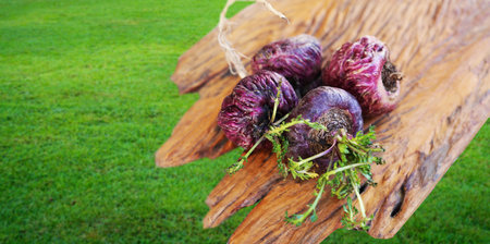 Black and Red and White Peruvian Maca with natural root. on a colored background.