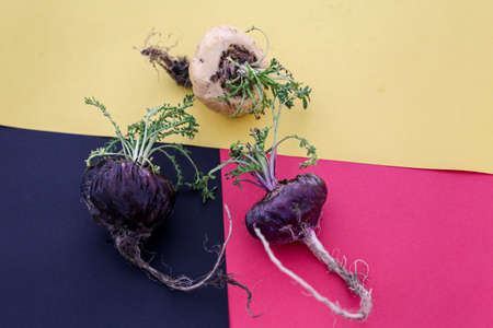 Black and Red and White Peruvian Maca with natural root. on a colored background.の写真素材