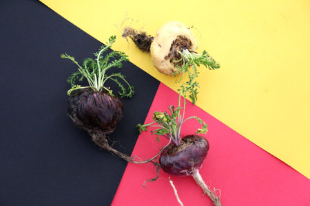 Black and Red and White Peruvian Maca with natural root. on a colored background.