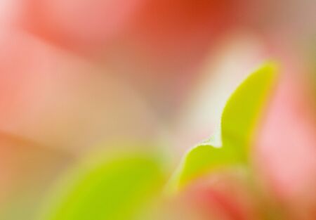 Abstract blured rose floral background in wild enviroment