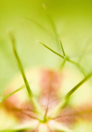Extreme close up to a rare flower in the wild with water drops 