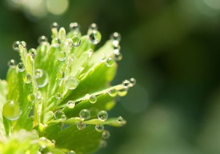 Extreme close up to a wild leaf with water drops oin the sun.